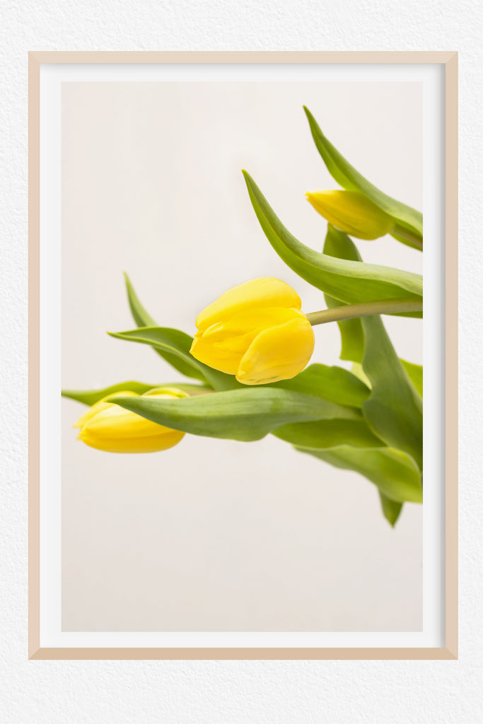 Tulip Yellow Wall Art NZ