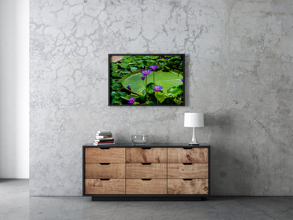 Lotus Flower Water Lily Framed Wall Art