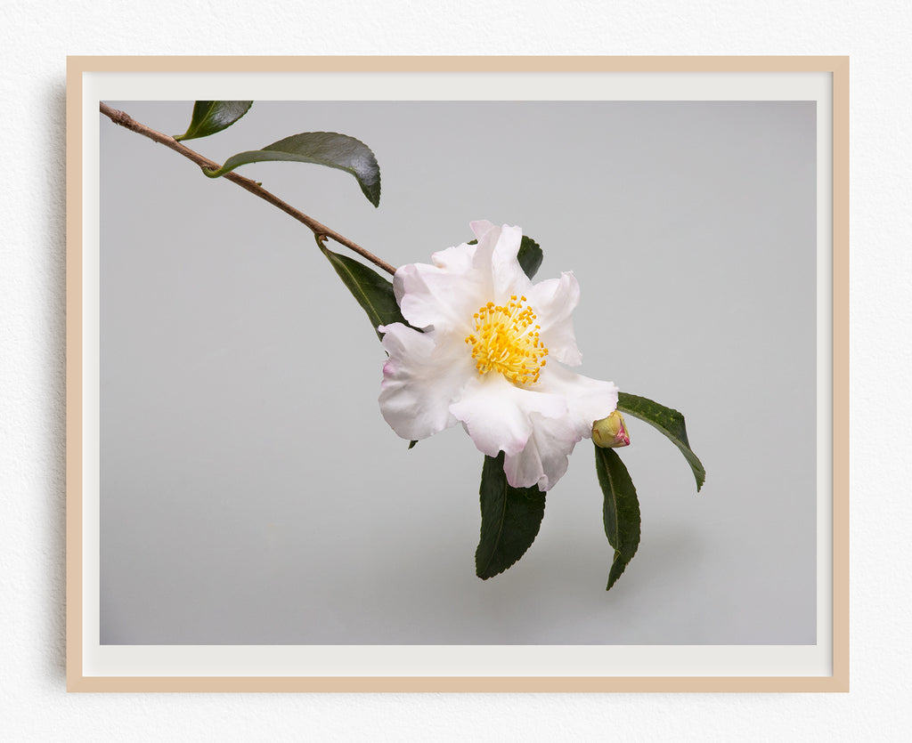 White Camellia Art Print NZ