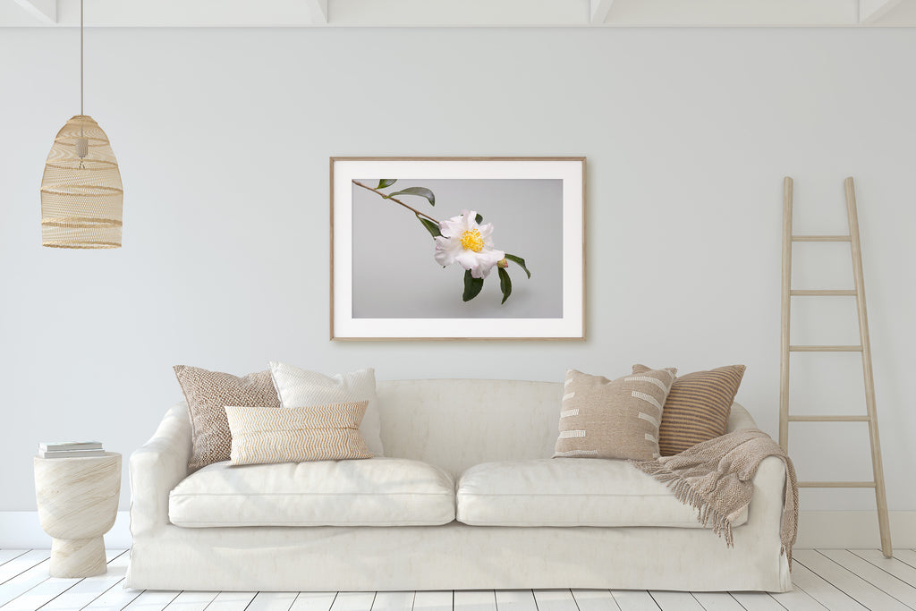 White Camellia Flower Wall Art NZ