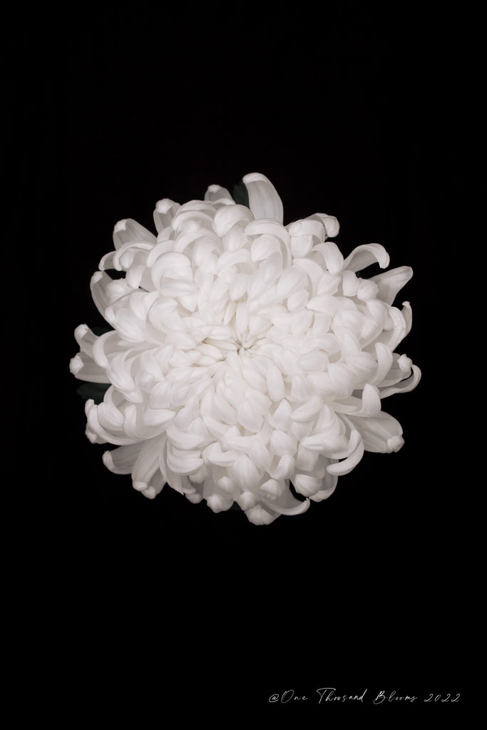 White Chrysanthemum Flower Wall Art