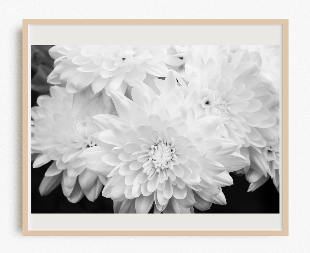 White Chrysanthemum NZ Wall Art