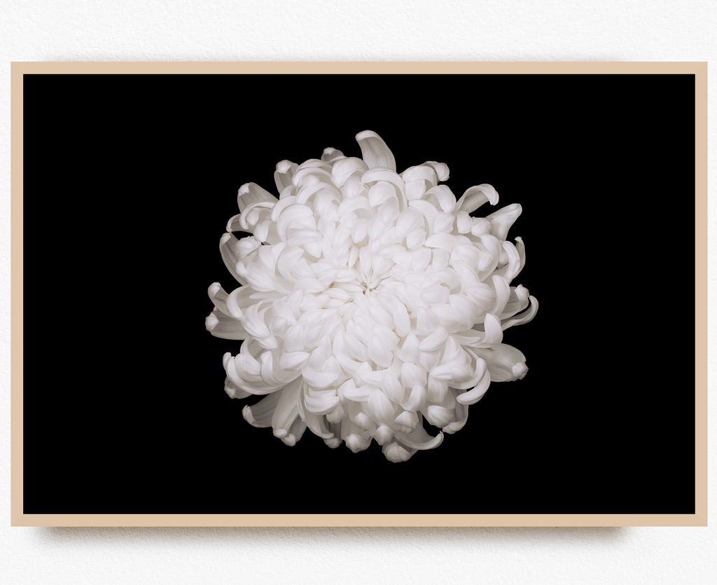 White Chrysanthemum Wall Prints NZ