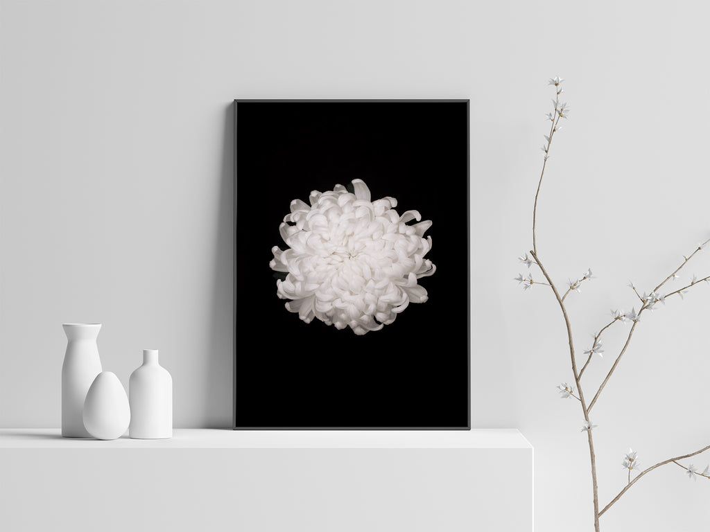 White Chrysanthemum Framed Wall Art NZ