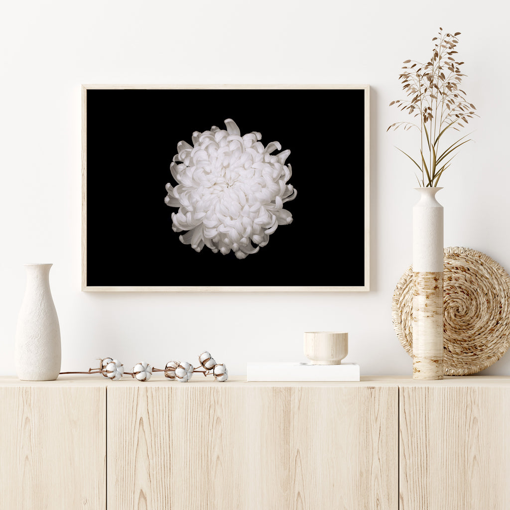 White Chrysanthemum New Zealand Art