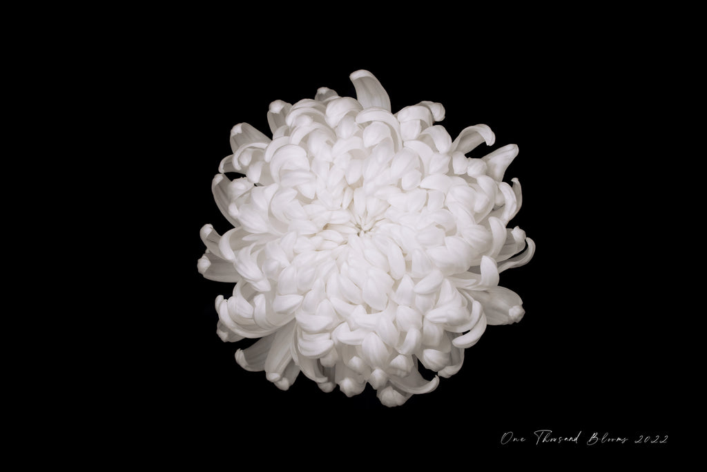 White Chrysanthemum Wall Art NZ