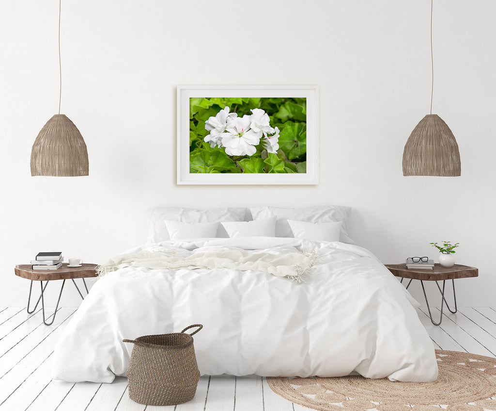 White Geranium Floral Art Print NZ