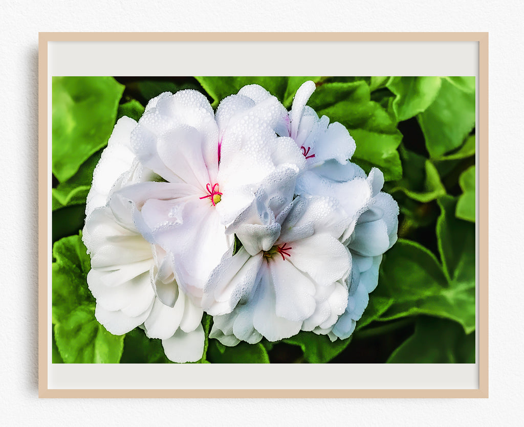 White Gernanium Floral NZ Art Print
