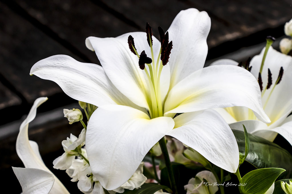 White Lily Floral Art Print 