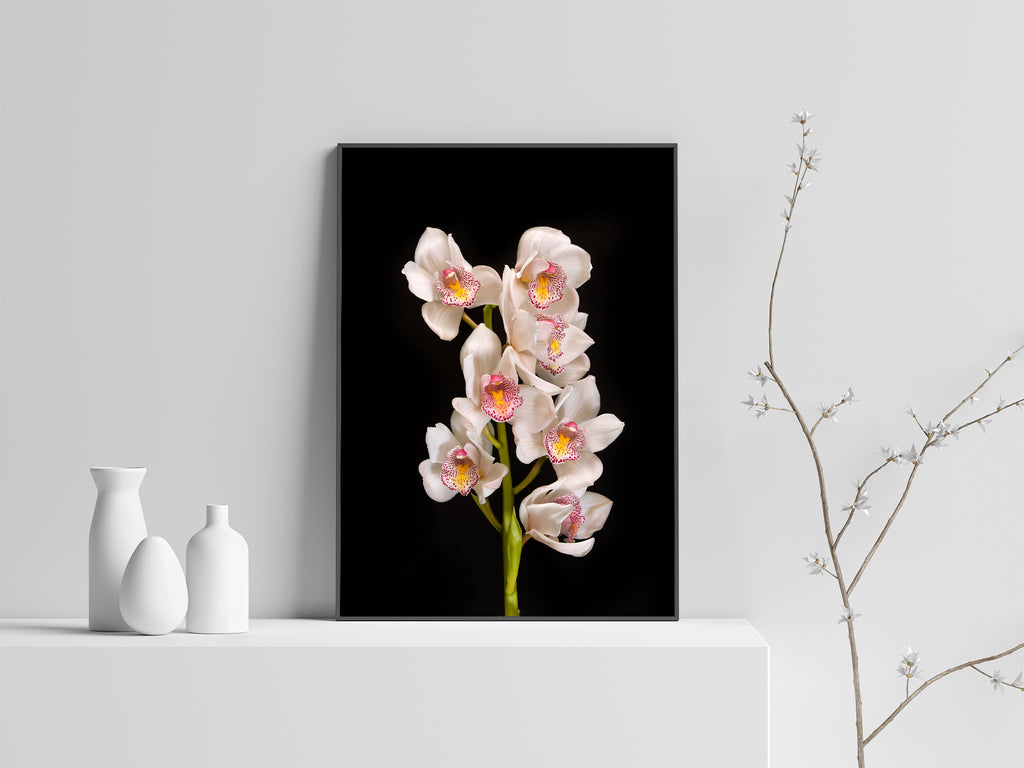 White Orchid New Zealand Wall Art