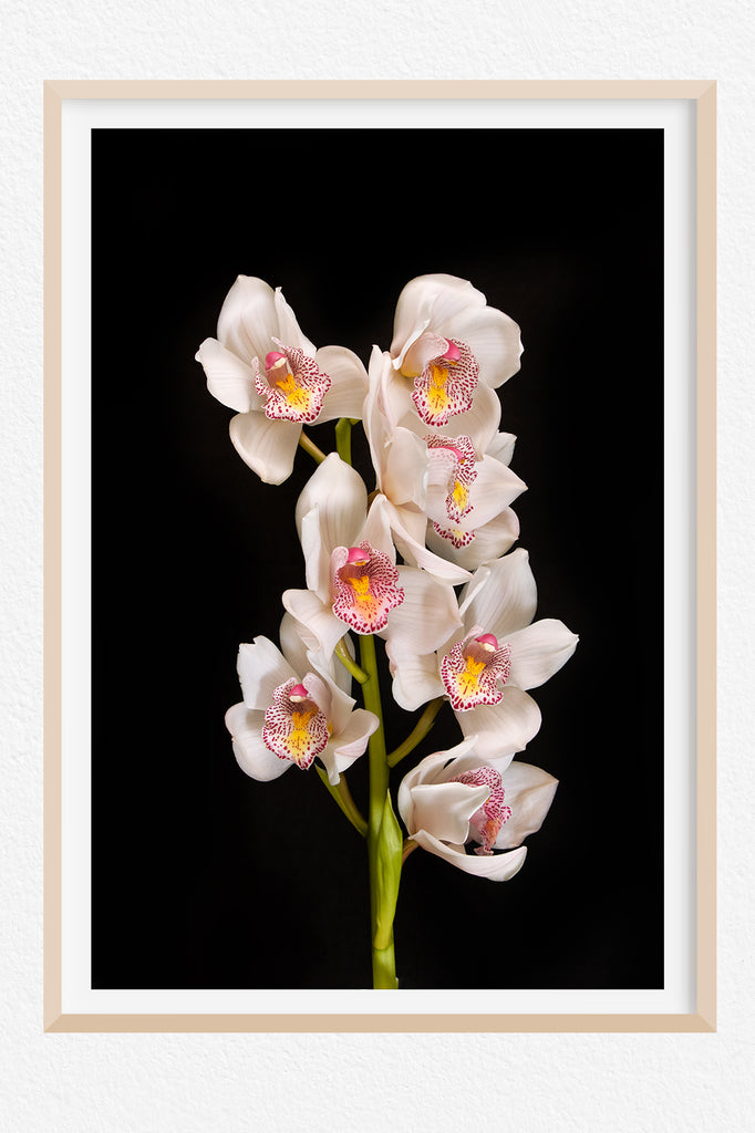 White Orchid Wall Prints NZ