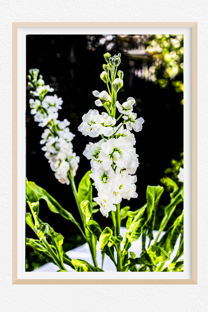 White Stock Floral Art Print NZ