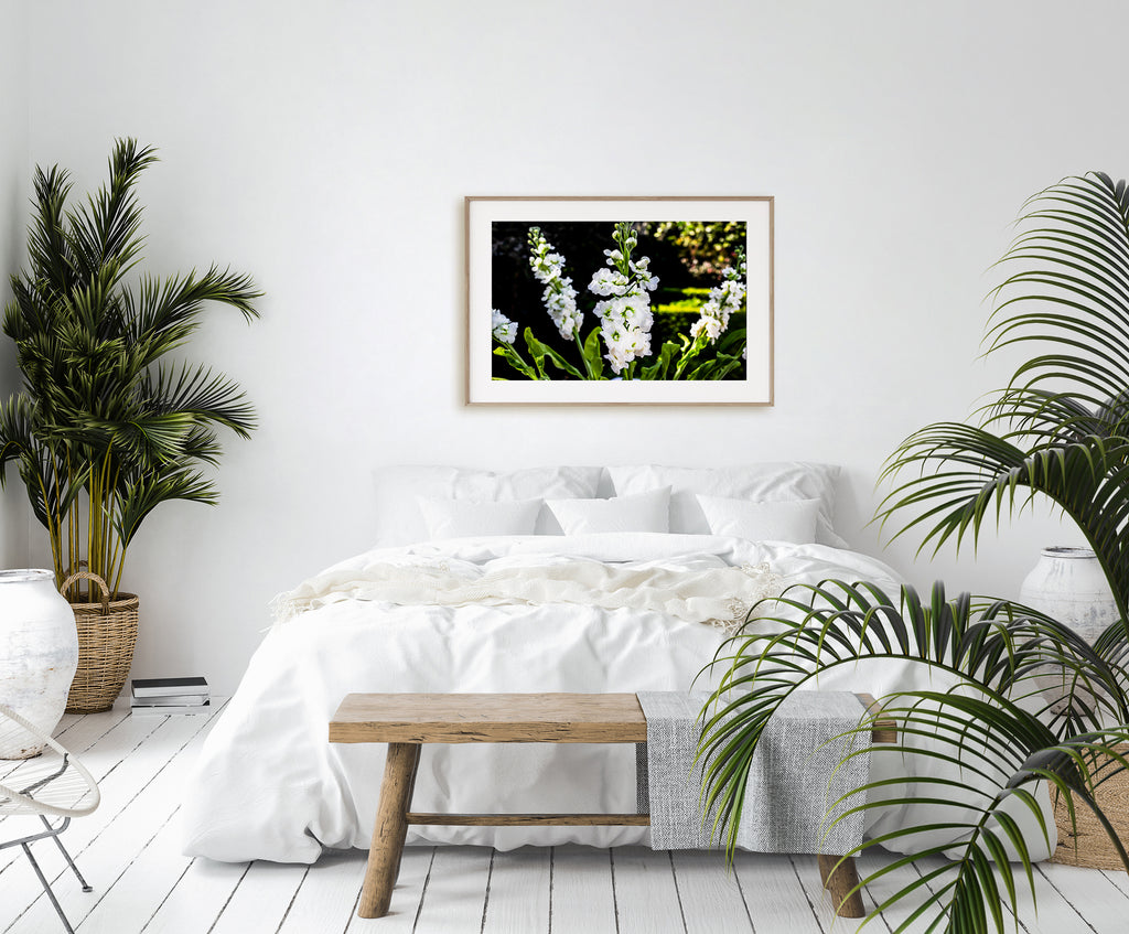 White Stock Garden Floral Art Print NZ