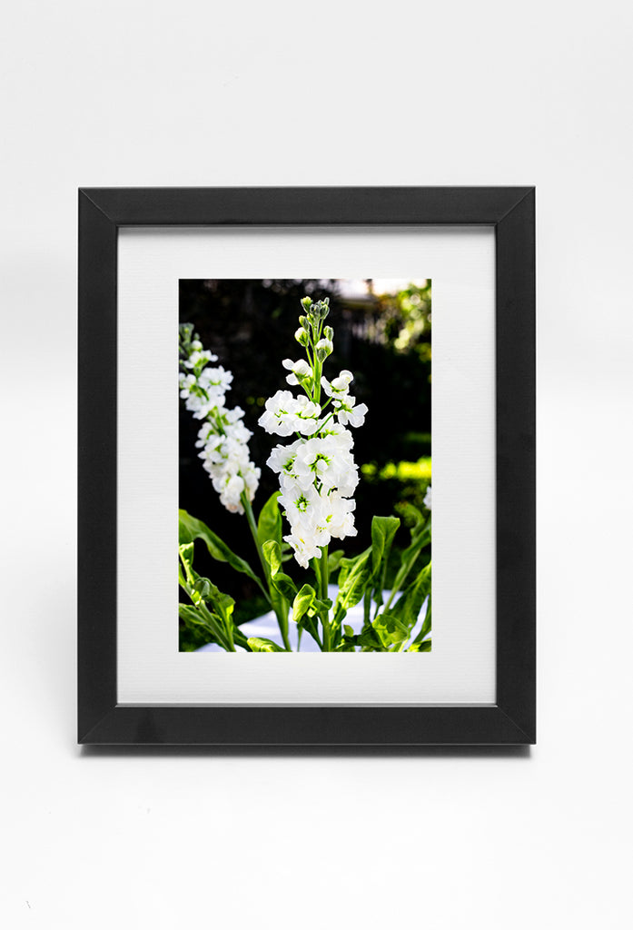 The Majestic White Stock Framed with Mat