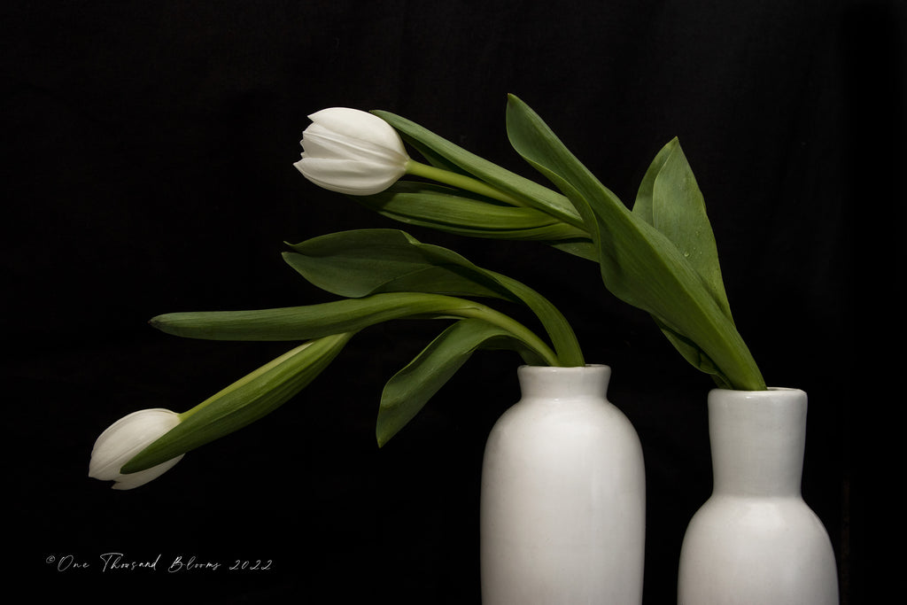 white tulips fine art prints nz