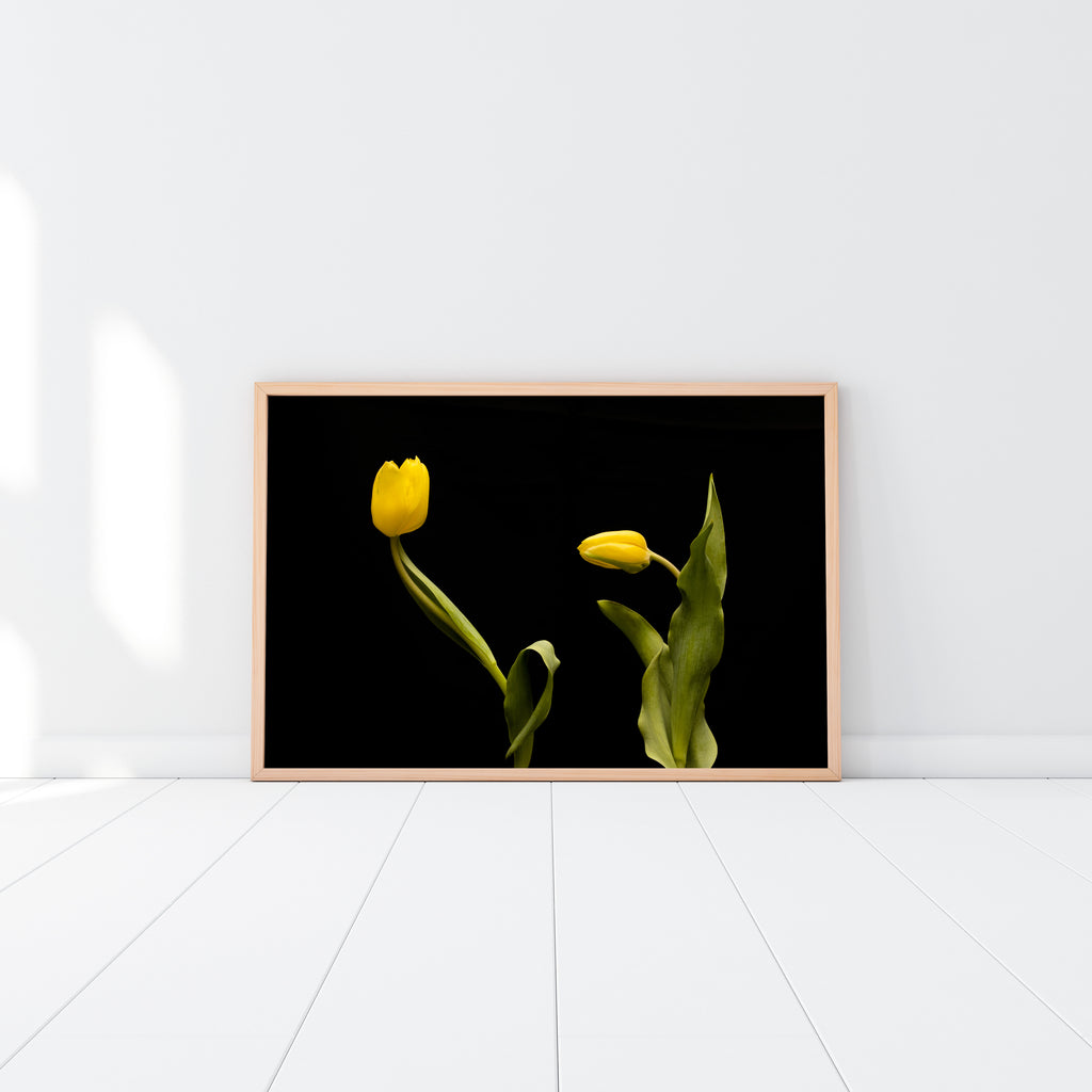 Yellow Tulip Art Print NZ