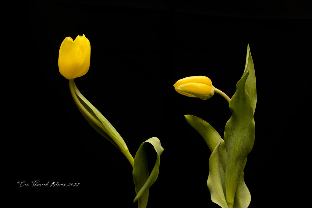 Yellow Tulip Art Prints NZ