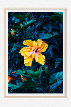 Midnight Hibiscus - Limited Edition