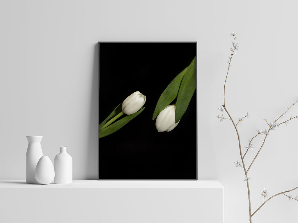 white tulips new zealand wall art
